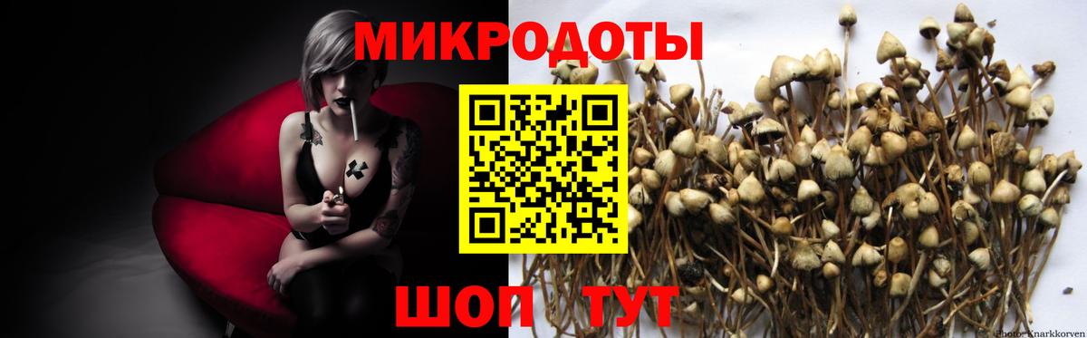 Псилоцибиновые грибы Psilocybe Костомукша